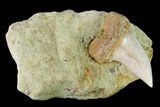 Fossil Mako Shark Tooth On Sandstone - Bakersfield, CA #144524-1